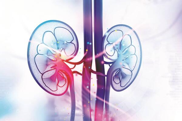 image of kidneys
