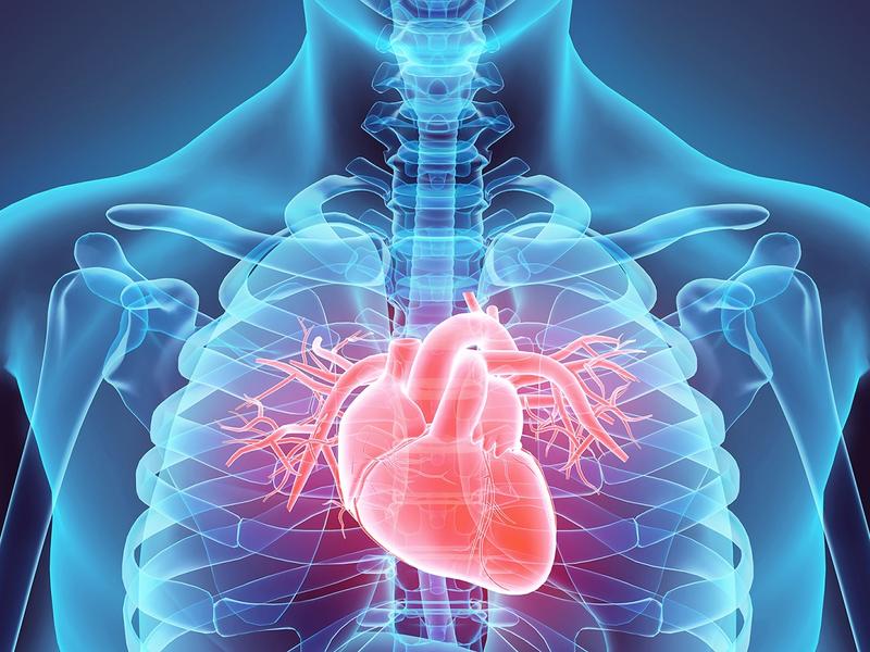 xray of human chest showing heart