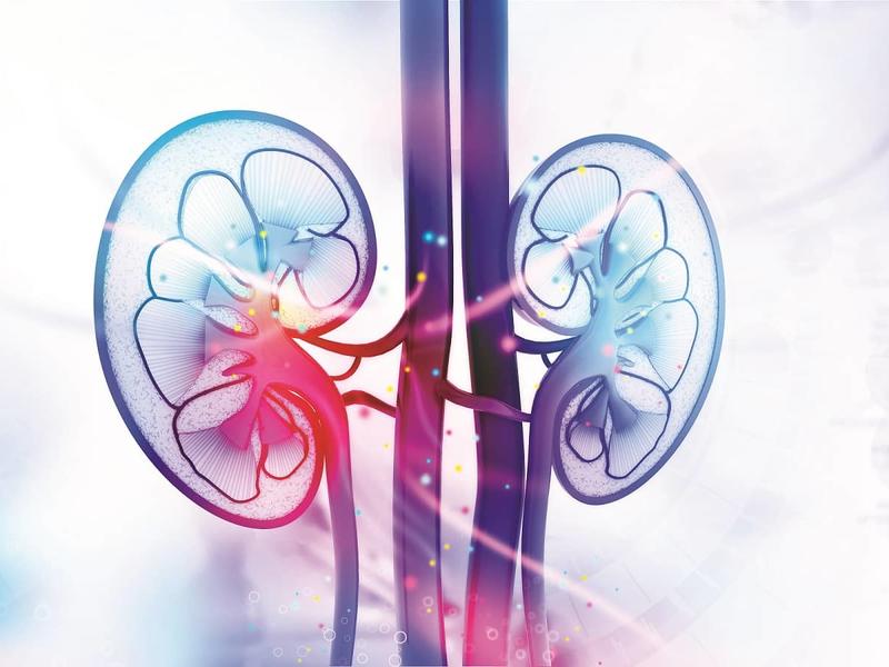 image of kidneys