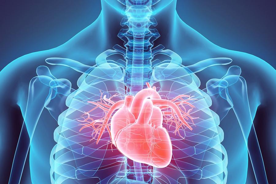 xray of human chest showing heart