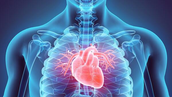xray of human chest showing heart