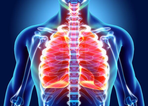xray of human chest showing lungs
