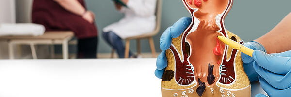 Gloved hand pointing to model of gastrointestinal organ systems